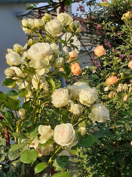  - Palais Royale 2020