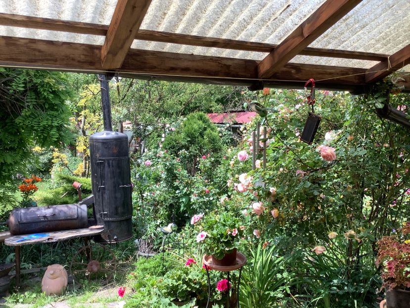  - Abraham Darby 2017 2018 2019 2020