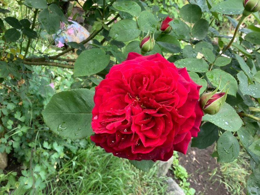 9 iunie 2020 - Diablotim