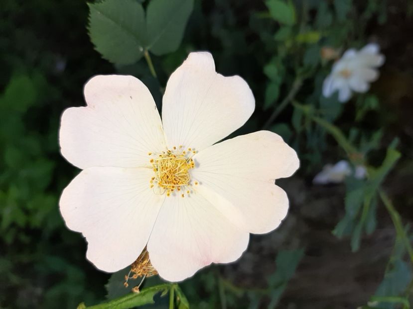  - Valea Șușiței Verzi