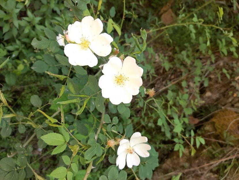  - Valea Șușiței Verzi