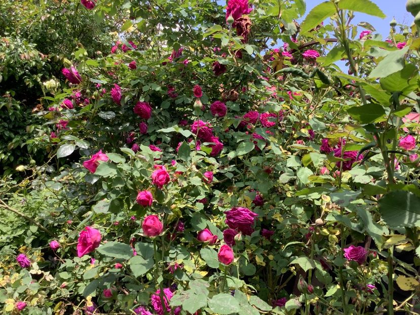  - Madam Isaac de Pereire