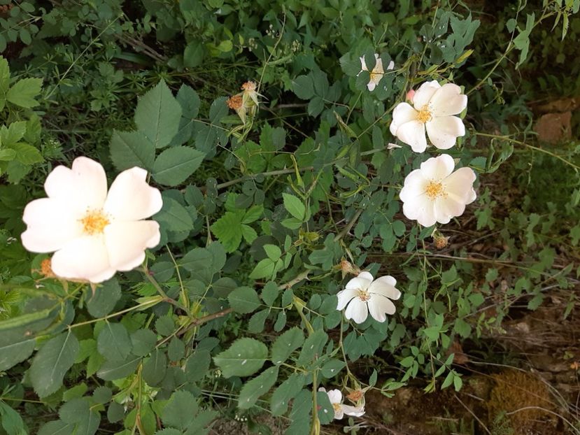  - Valea Șușiței Verzi