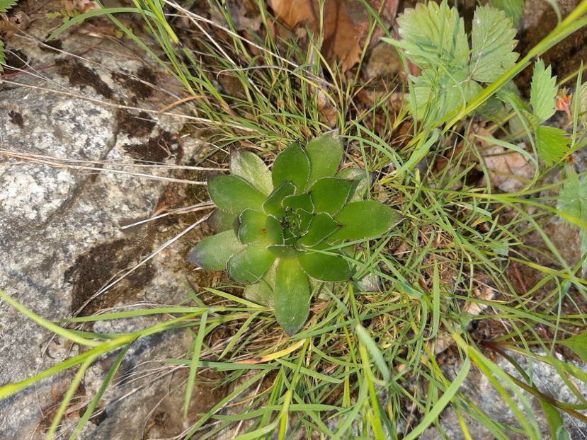  - Valea Șușiței Verzi