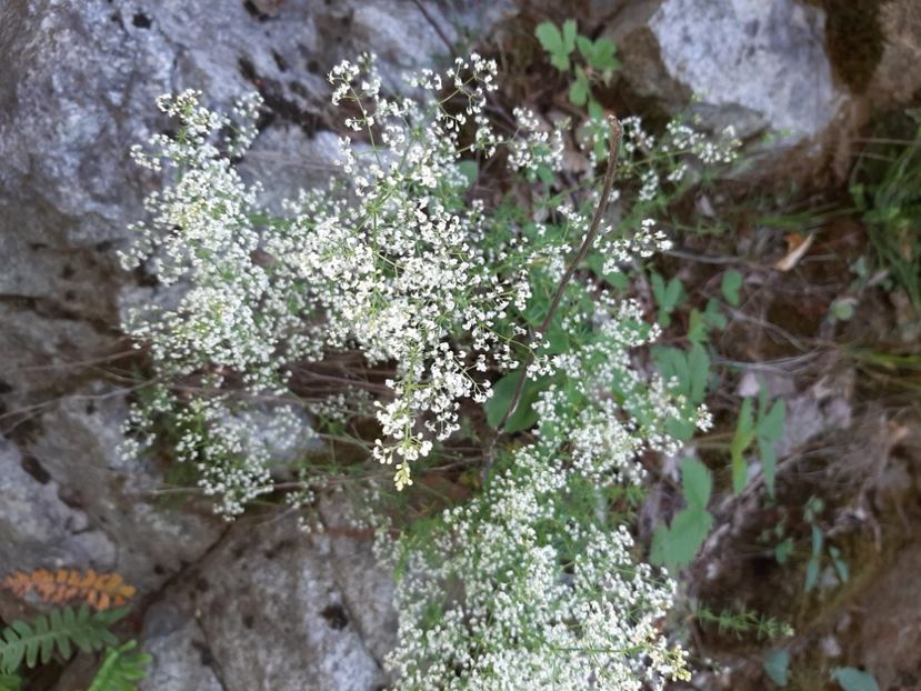  - Valea Șușiței Verzi