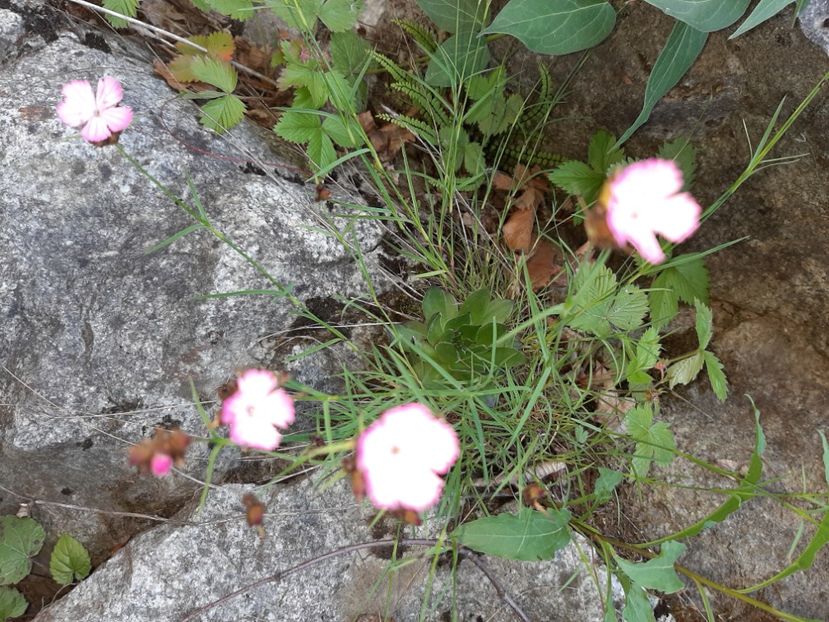  - Valea Șușiței Verzi