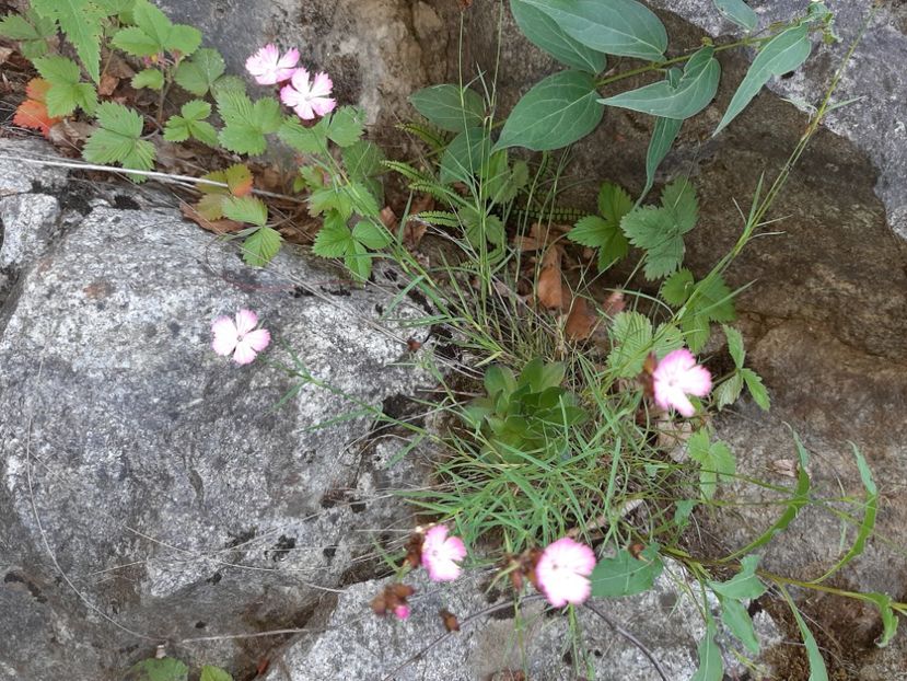  - Valea Șușiței Verzi