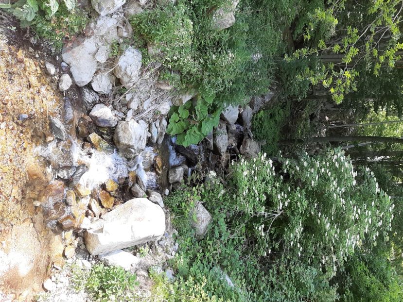  - Valea Șușiței Verzi
