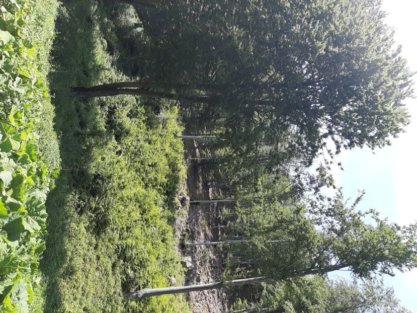  - Valea Șușiței Verzi