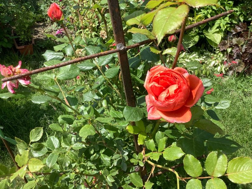 9 iunie 2020 - Summer Song