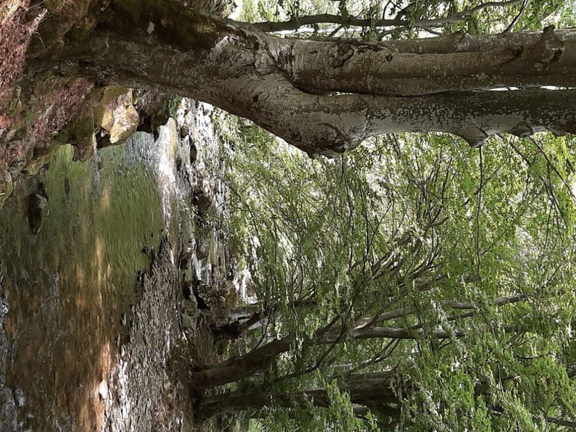  - Valea Șușiței Verzi