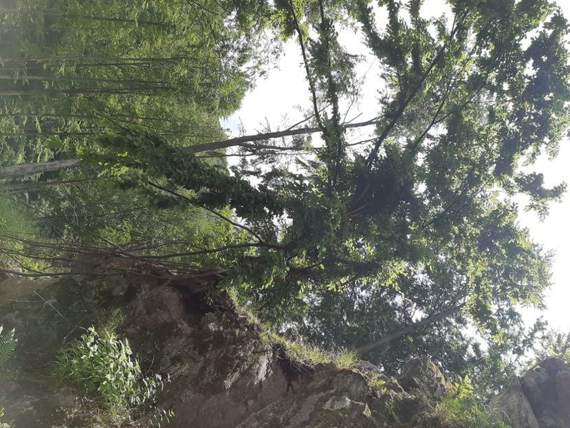 - Valea Șușiței Verzi