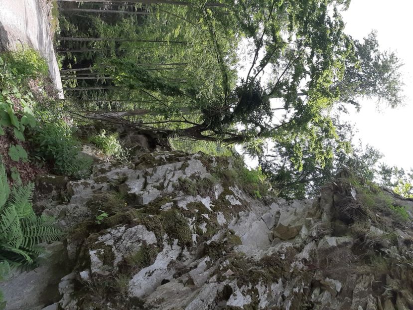 - Valea Șușiței Verzi