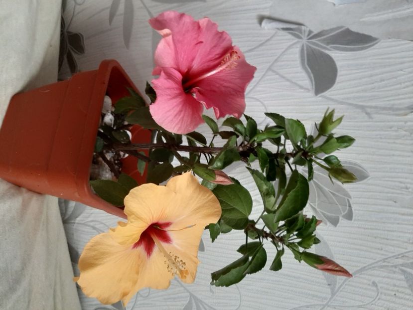  - Florile mele iunie 2020