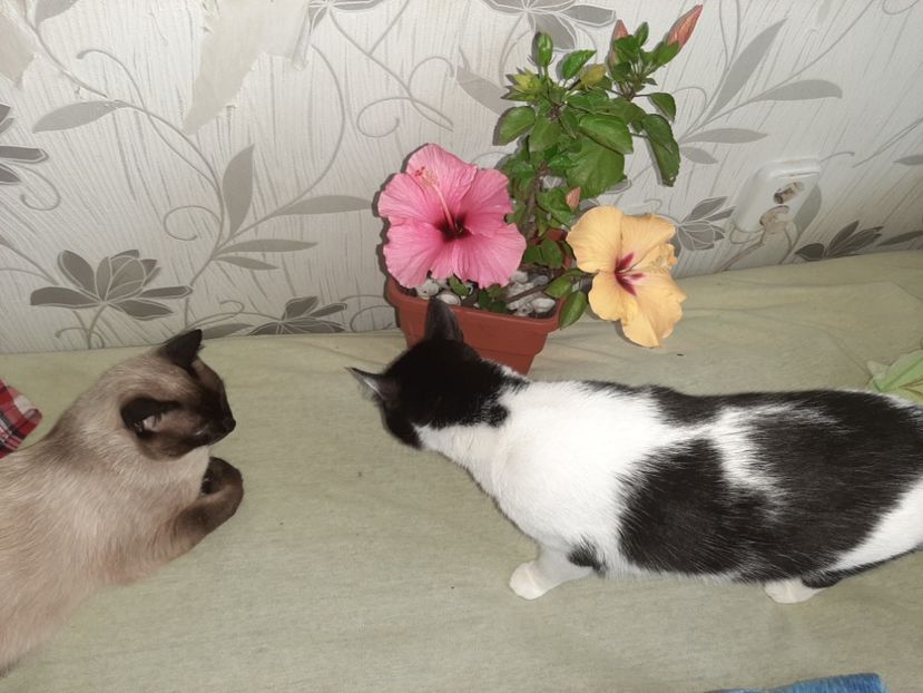  - Pisicii mei în iunie 2020