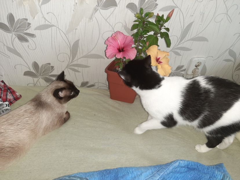  - Pisicii mei în iunie 2020