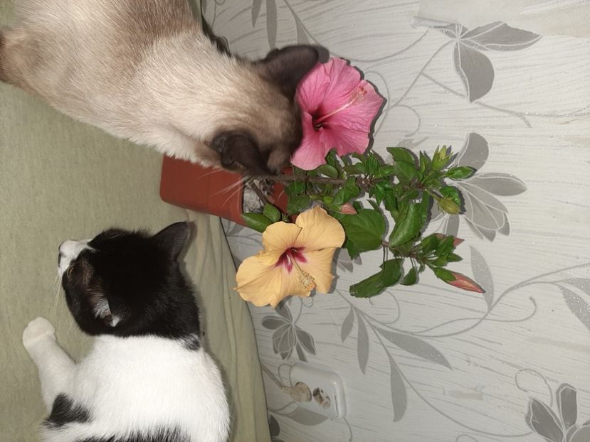  - Pisicii mei în iunie 2020