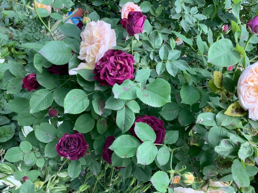  - Souvenir Du Dr Jamain