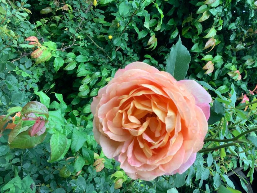 1950EF0E-1A39-4DFF-BDB5-8F9CA8B3E4B4 - Lady of Shalott