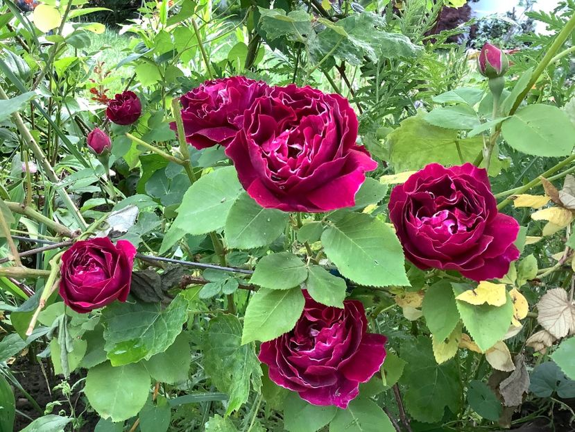  - Baron Girod de L ain