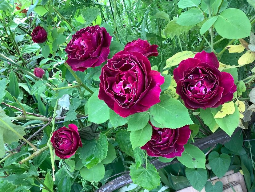  - Baron Girod de L ain