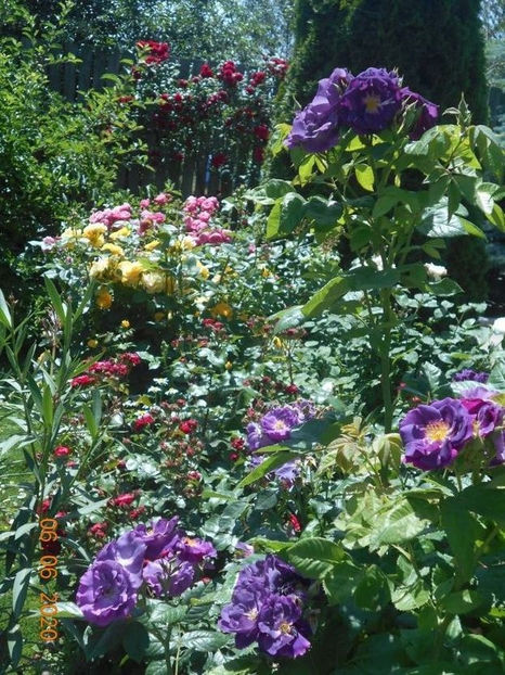 113521340_GRMZSIG3 - 1Vara 2020