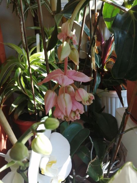  - Medinilla Magnifica