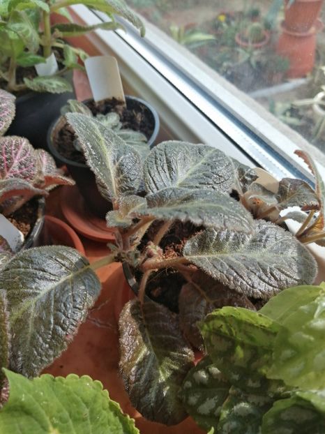  - Episcia