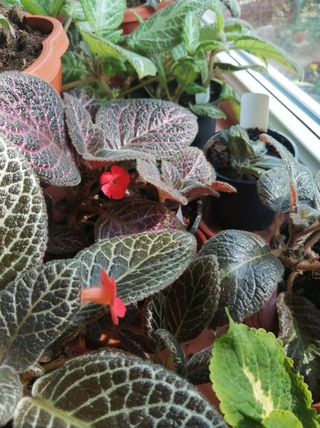  - Episcia