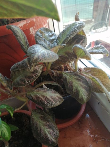  - Episcia