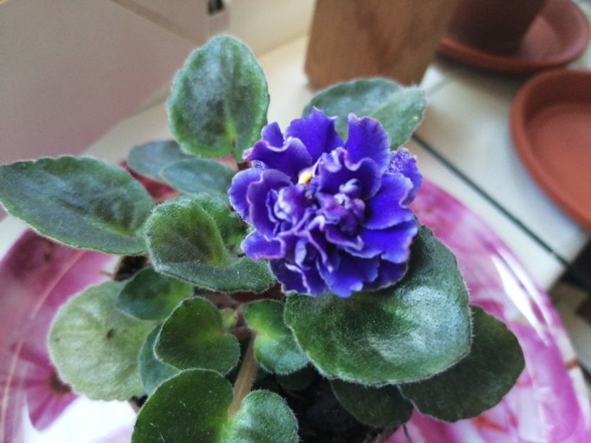  - Violete