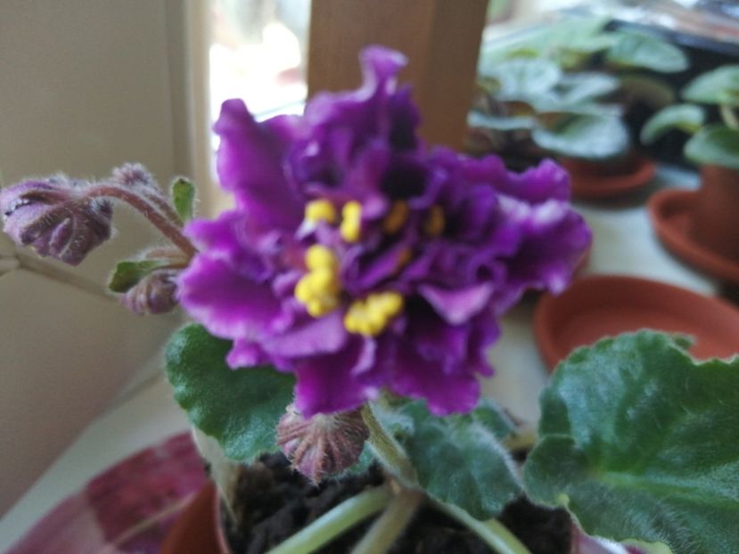  - Violete
