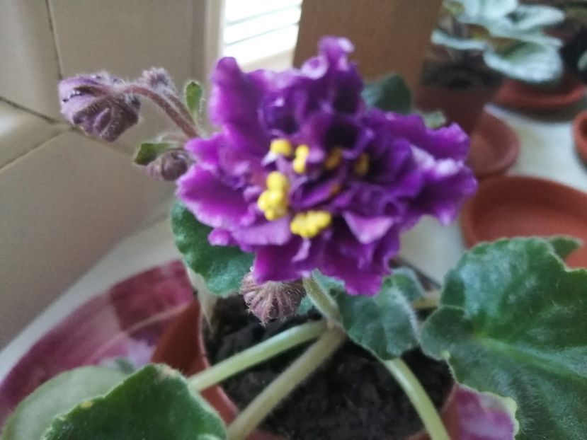  - Violete