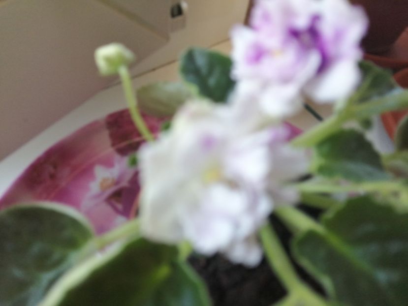  - Violete