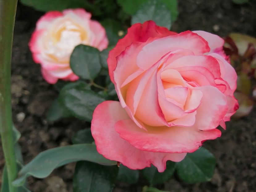  - Trandafiri 2020_2022 2023