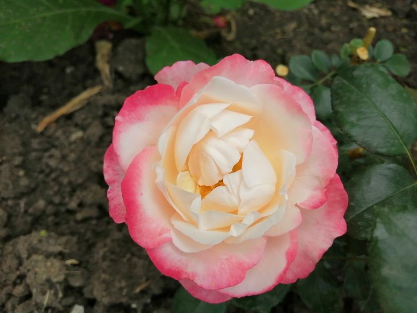  - Trandafiri 2020_2022 2023