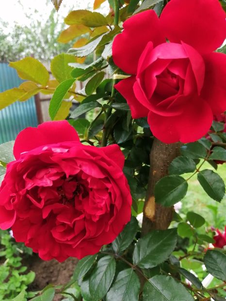  - Trandafiri 2020_2022 2023