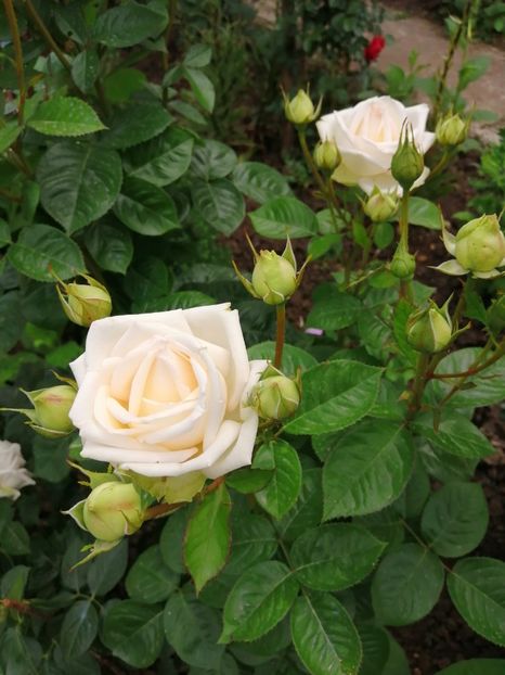  - Trandafiri 2020_2022 2023