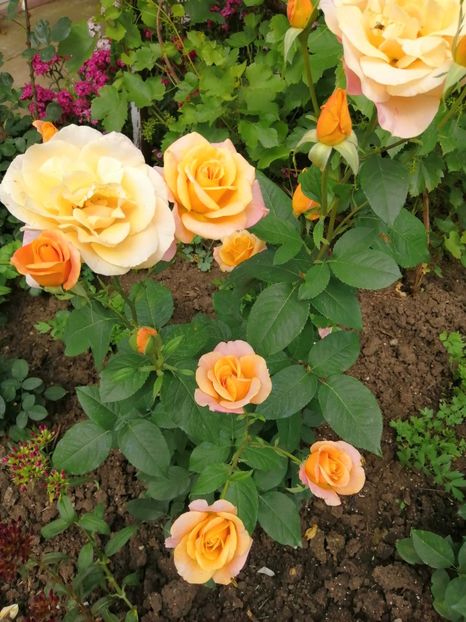  - Trandafiri 2020_2022 2023