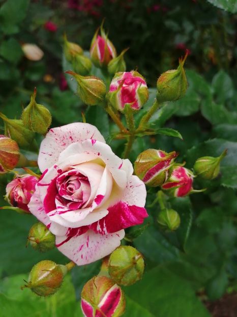  - Trandafiri 2020_2022 2023