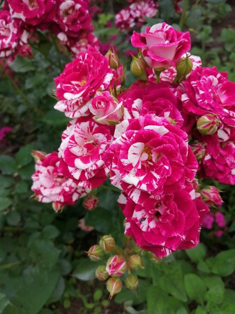  - Trandafiri 2020_2022 2023