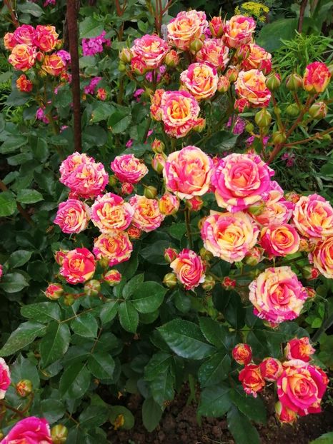  - Trandafiri 2020_2022 2023