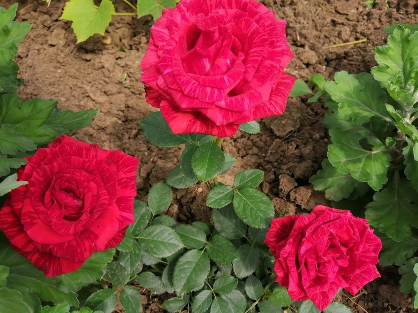  - Trandafiri 2020_2022 2023