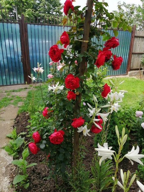  - Trandafiri 2020_2022 2023