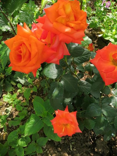  - Trandafiri 2020_2022 2023