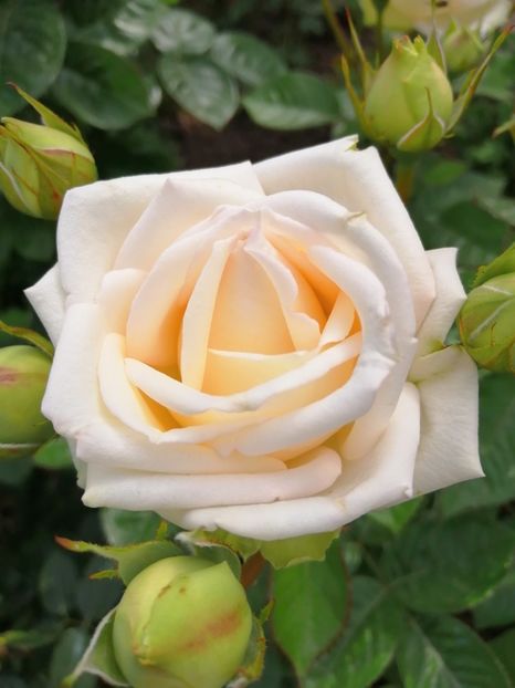  - Trandafiri 2020_2022 2023