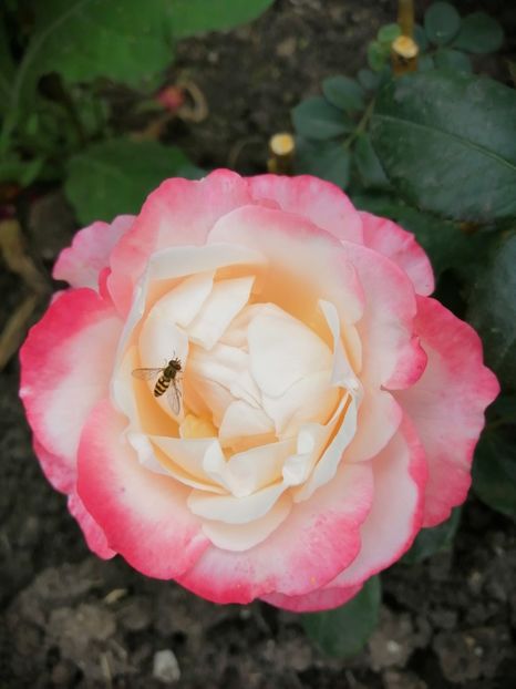  - Trandafiri 2020_2022 2023