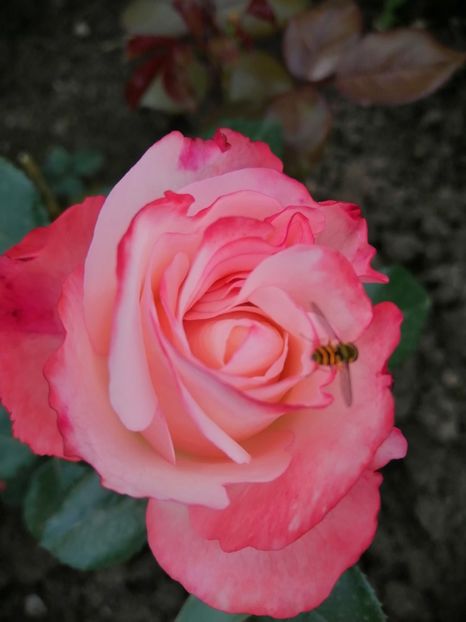  - Trandafiri 2020_2022 2023