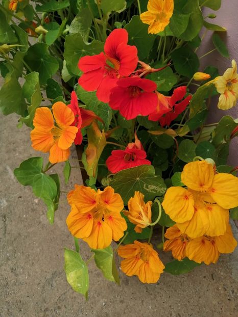  - Frumuseti la casa parinteasca