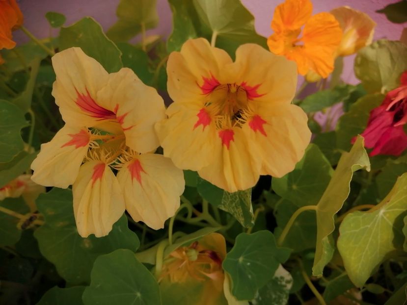  - Frumuseti la casa parinteasca